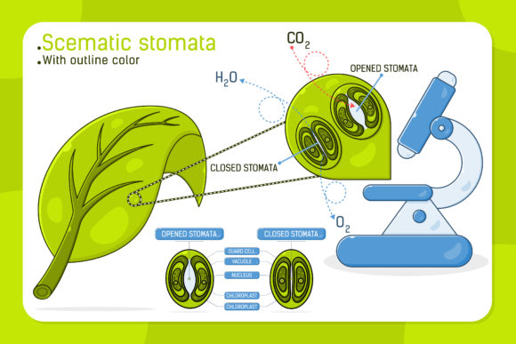 Enhancing Visual Communication with the Schematic Stomata Infographic Template